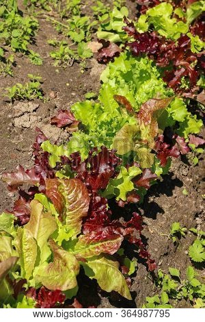 Various Types Of Lettuce Grown In A Vegetable Farm. Organic Concept. Healthy Lettuce Growing In Vege
