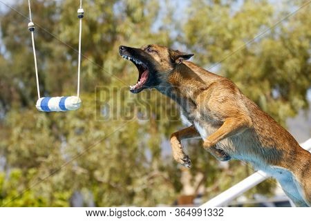 Belgian Malinois In Mid Air About To Grab A Toy At A Dock Diving Event