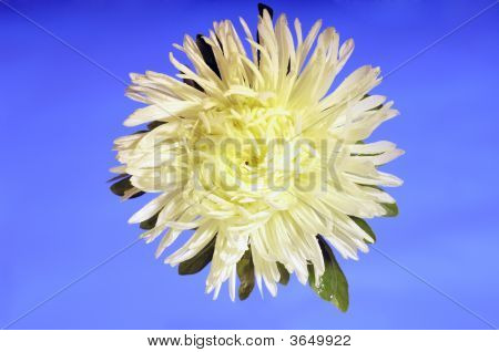 Chrysanthemum Flower