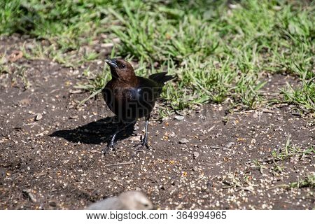 A Picture Of A Male Brown-headed Cowbird Perching On The Ground.     Vancouver, Bc, Canada