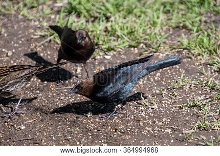 A Picture Of Some Male Brown-headed Cowbirds Searching For The Food.     Vancouver, Bc, Canada