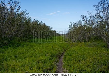 Pickleweed Hangs Over Narrow Trail In Everglades