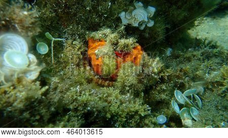 European Thorny Oyster (spondylus Gaederopus) Coveded By Oyster Sponge Or Orange-red Encrusting Spon