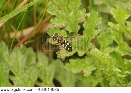 Natural Closeup On A Common Spotted, Field Syrph Hoverfly, Eupeodes Luniger In The Garden
