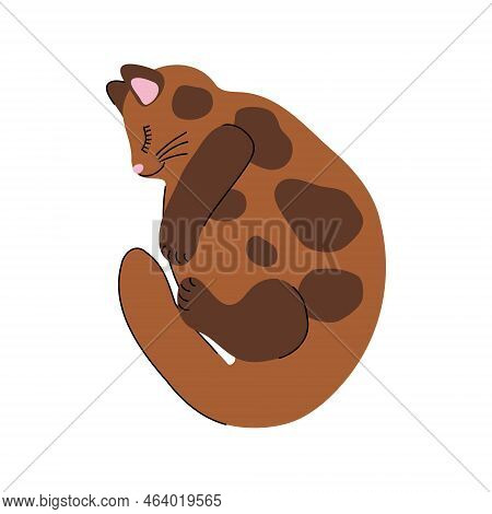 The Domestic Cat Is Sleeping. Pet Kitten For Catching Mice. A Domesticated Carnivorous Mammal With S