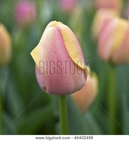 Červený a žlutý Tulipán.