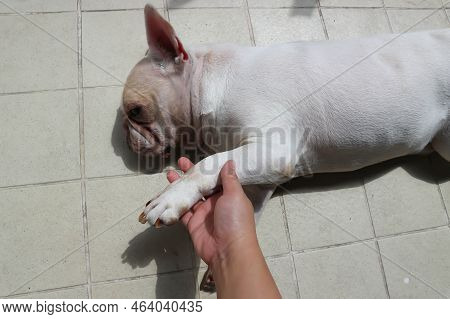 White French Bulldog  Or Lie Down French Bulldog ,sleepy Dog Or Sunbathe Dog Or Pat Dog Or Touch Dog