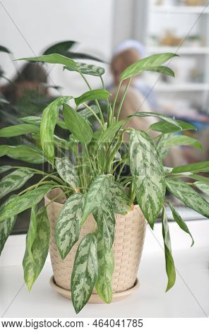 Aglaonema Ornamental Potted Plant. Aglaonema Flower At Home, Trendy Plants For House Design, Urban J