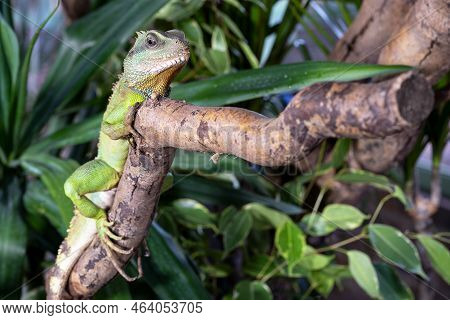 Close Up Image Of Thai Water Dragon (physignathus Cocincinus)