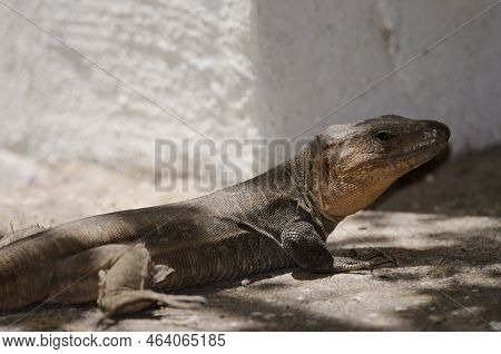 Gran Canaria Giant Lizard Gallotia Stehlini. Adult Male. Cruz De Pajonales. Natural Reserve Of Inagu