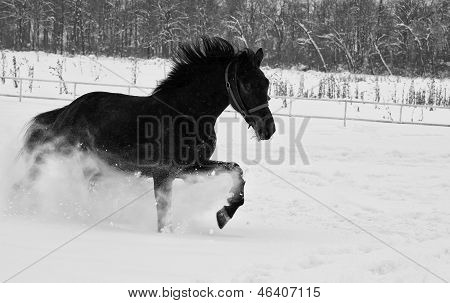 sne hest