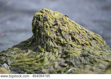 Algae On The Shore Of The Baltic Sea. Sea Beach With Green Algae. Beach Pollution. Algae Problem.