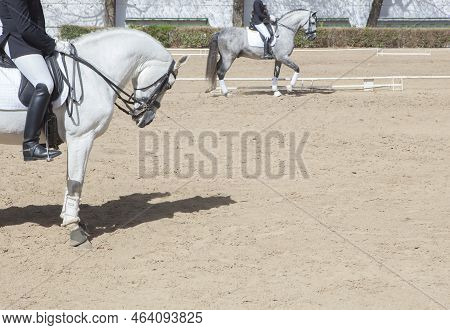 Purebred Spanish Horses Exhibition. Walk Begining Moment