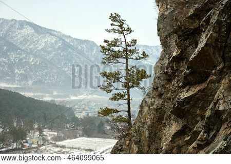 A Small Lone Pine Tree On A Rocky Steep Slope Of A High Mountain Overlooking A Snow-covered Valley.