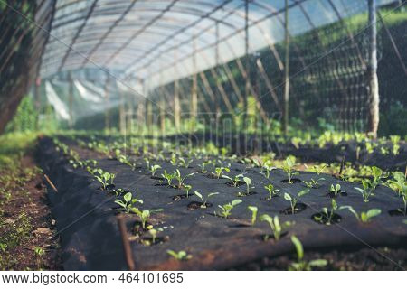 Salad Farm Vegetable Green Oak Lettuce. Close Up Fresh Organic Hydroponic Vegetable Plantation Produ