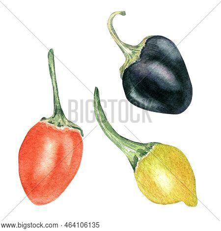 Red, Yellow Little Hot Pepper Watercolor Illustration Isolated On White Background.