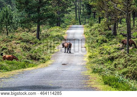 Wild Horses Along The Road To San Andres De Teixido, A Coruna Province, Galicia, Spain. Ruta De La M
