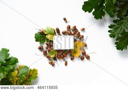 Autumn Harvest Concept. Creative Layout Of A Colorful Central Composition Of Yellow Green Fallen Oak