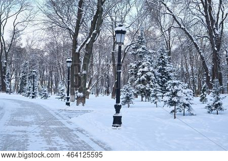 Winter, Forest, Snow. Snow-covered Pine Forest, Trees In The Snow, A Beautiful Winter Landscape.