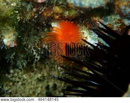 Calcareous Tubeworm Or Fan Worm, Plume Worm Or Red Tube Worm (serpula Vermicularis) Close-up Underse