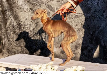 A Dog Of The Arabian Greyhound (sloughi) Breed Near The Owner Poses During The Photo Shoot