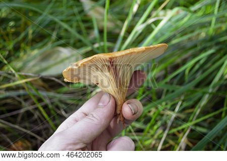Clitocybe Mushroom In A Dirty Hand. A Woman's Hand With Dirty Nails Holds A Plucked Clitocybe Mushro
