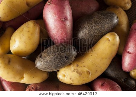Medley de batata crua Fingerling orgânico