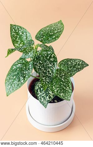 Plant With White Spotted Leaves Hypoestes Phyllostachya In Pot On Light Orange Background, Top View