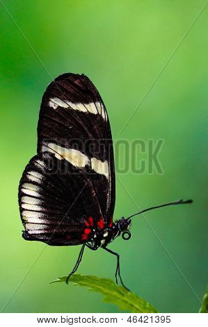 ผีเสื้อ longwing Heliconius