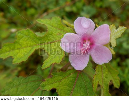 closeup macro of the Urena lubata flower plant in the garden