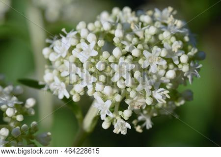 White Patrinia ( Patrinia Villosa ) Flowers. Valerianaceae Perennial Medicinal Plants. Many White Fl