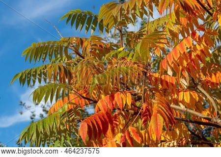 Autumn Red And Yellow Colors Of The Rhus Typhina, Staghorn Sumac