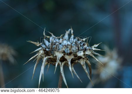 Dried Borriquero Thistle In Horizontal With Isolated Blue Tone Background With Area For Copy Space O