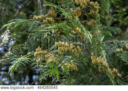 Thuja Occidentalis Also Known As Northern White Cedar, Eastern White Cedar Or Arborvitae. Thuja Leav