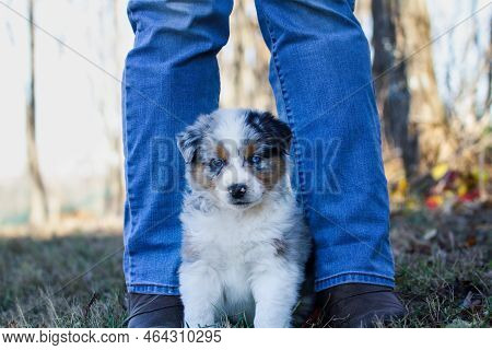 Beautiful Juvenile Male Blue Merle Australian Shepherd Dog Puppy Sitting At A Woman's Feet.  Selecti