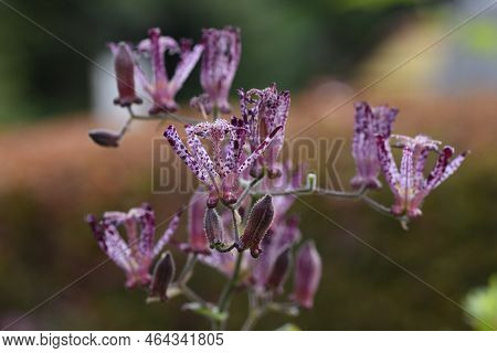 Tricyrtis Formosana Flowers. Liliaceae Perennial Plants. From September To November, The Corymbs Are