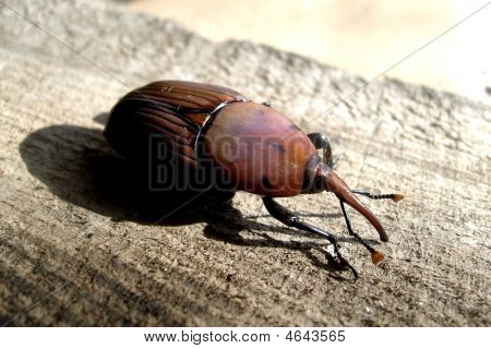 Beetle
