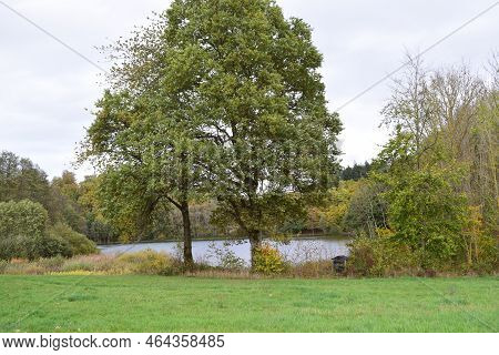 Holzmaar In Autumn, Seen From The Road
