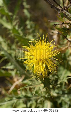 Starthistle