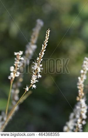 Mountain Fleece Alba Flowers In The Garden