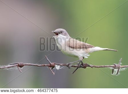 Lesser Whitethroat, Sylvia Curruca. A Bird Sits On A Barbed Wire And Sings