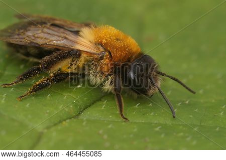 Detailed Closeup On A Furry Brown Female Grey-patched Mining Bee, Andrena Nitida Sitting On A Green 
