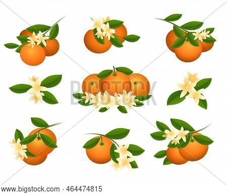 Mandarin Branch And Flowers. Diet Orange Zest Mandarins Branches Isolated On White Background, Exoti