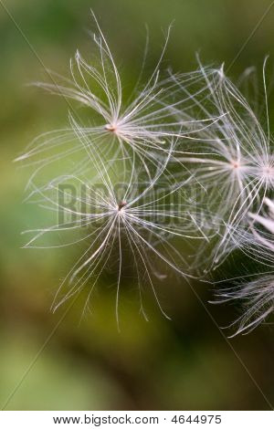 Pappus latający