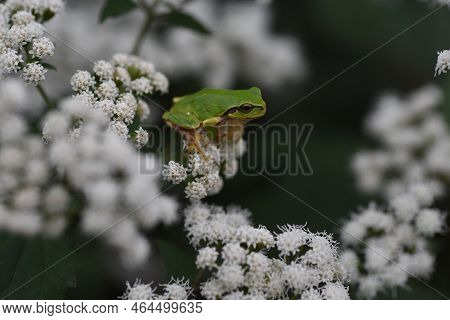 White Snakeroot (ageratina Altissima) Flowers. Asreraceae Perennial Plants. Many White Flower Heads 