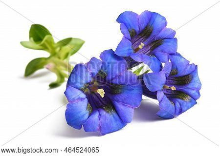 Gentian Flowers ( Gentiana Acaulis ) Isolated On White