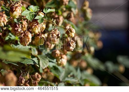Green Hops Branch Autumn Closeup. Green Hops Beer Ingredient. Agriculture Cannabaceae, Humulus Lupul