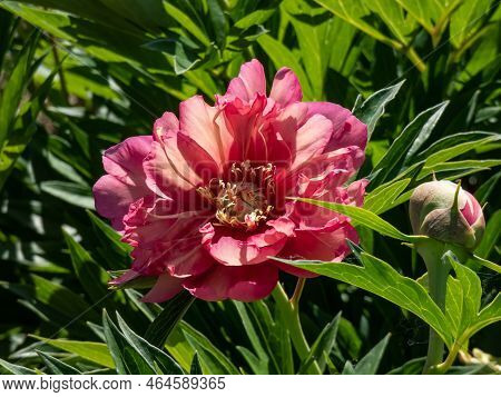 Itoh Peony (paeonia) 'julia Rose' Flowering With Single To Double Blossoms Changing Color From Cherr