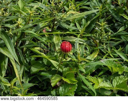 Mock, Indian Or False Strawberry (potentilla Indica) Or Backyard Strawberry With Red Fruit In The Ga