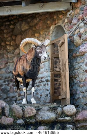 Mouflon Ovis Gmelini Is A Wild Sheep Ancestor Of All Modern Domestic Sheep Breeds, Over Background W